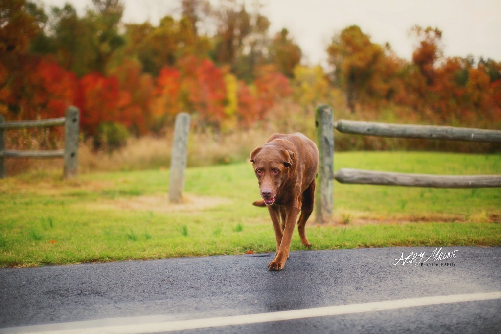 Pet Photography in Bryant, AR