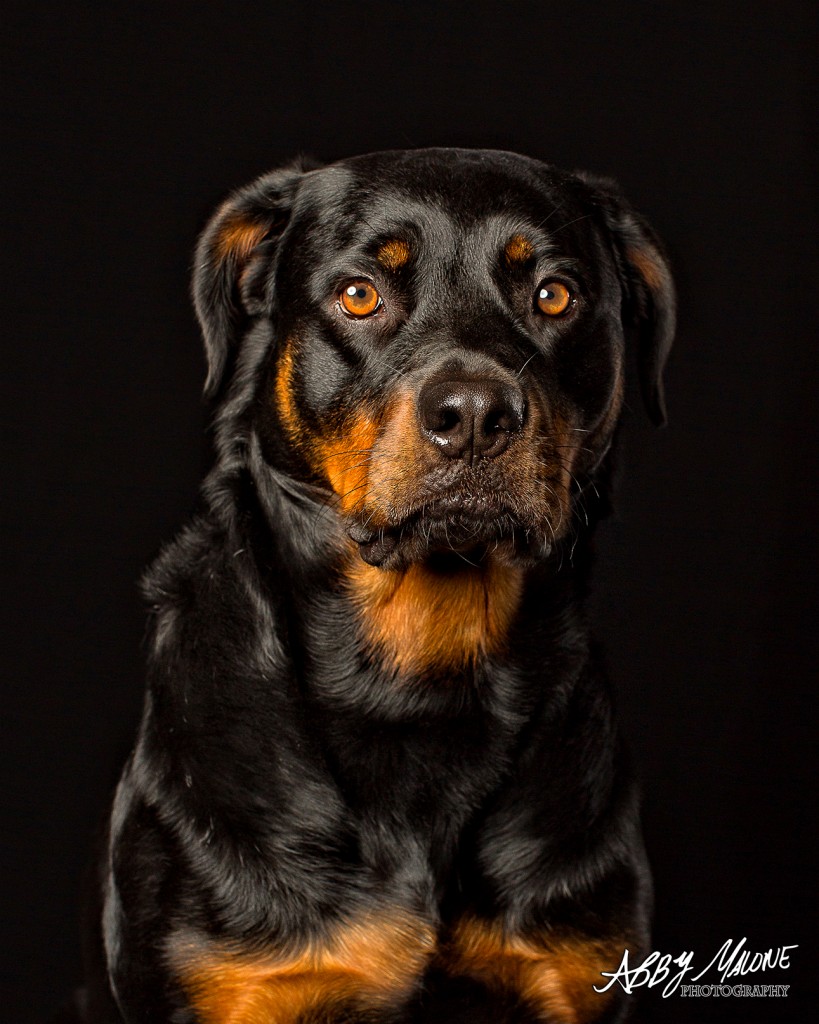 Dog Photographers Maumelle, AR