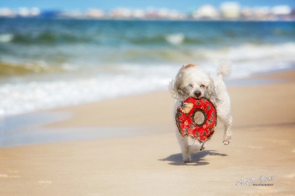 Arkansas Pet Photographers