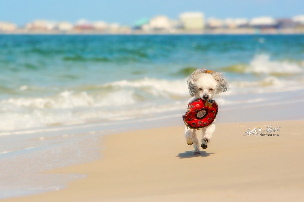 Arkansas Pet Photographers Little Rock Pet Photographers