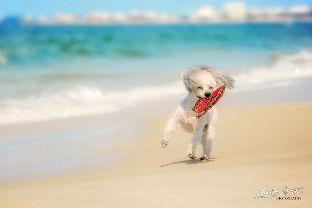 Best Pet Photographers Arkansas