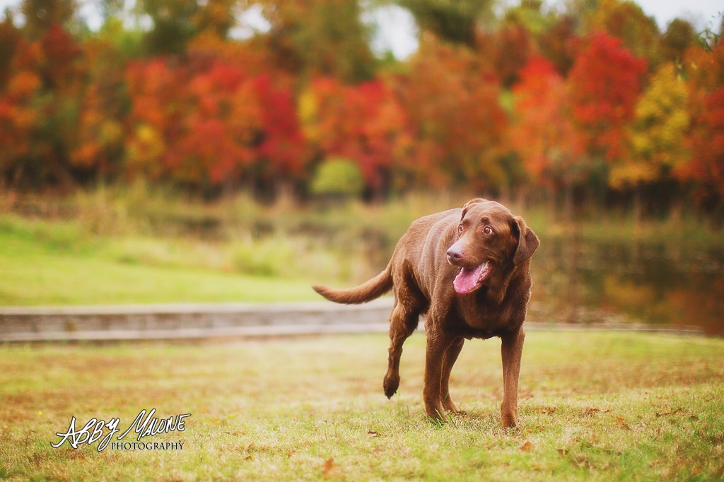 Arkansas Pet Photography
