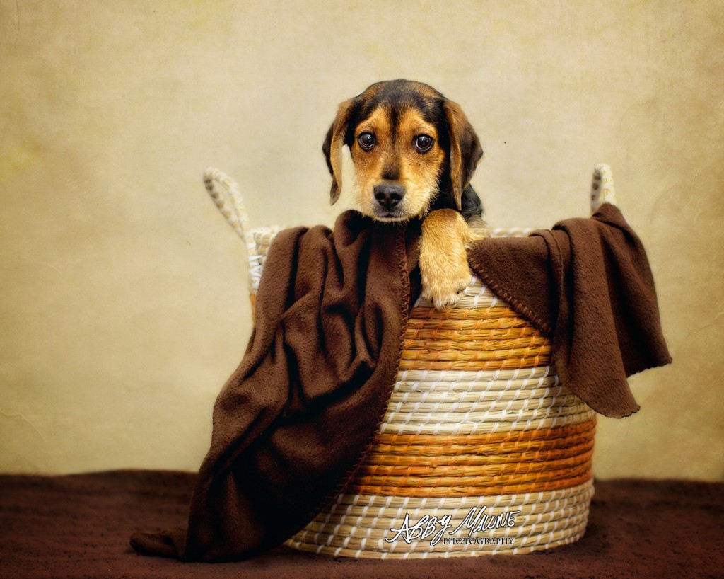 Shelter Dog Photography