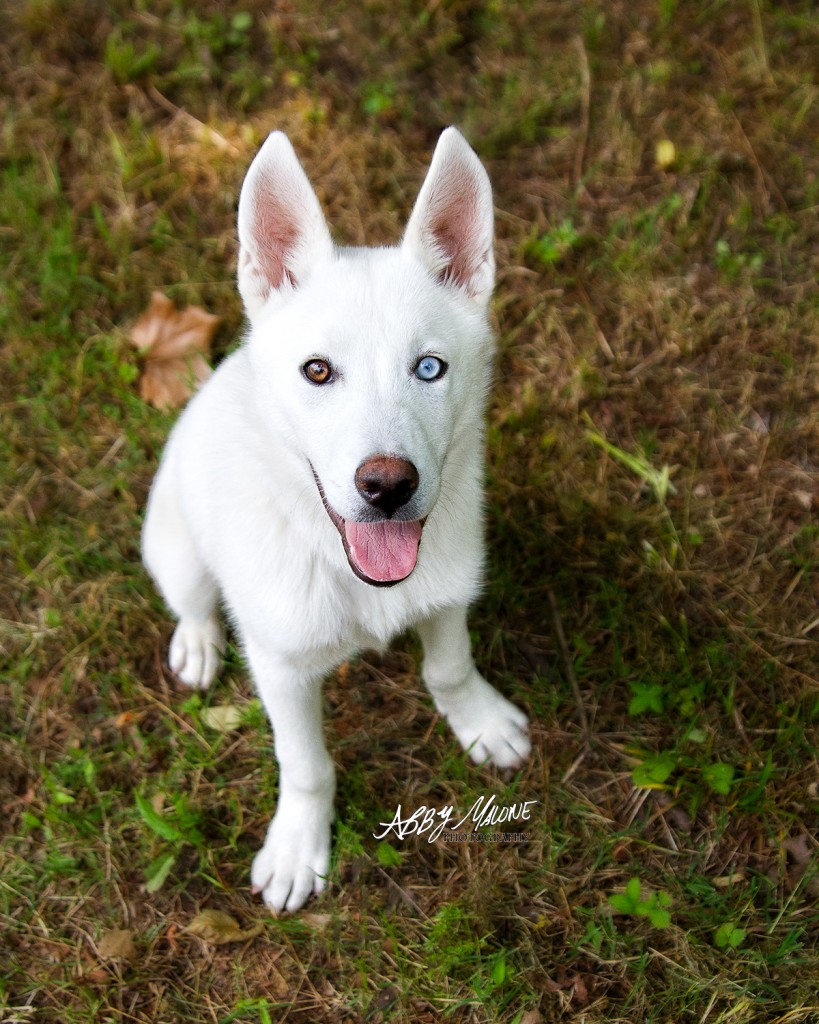 Conway, AR Pet Photographer