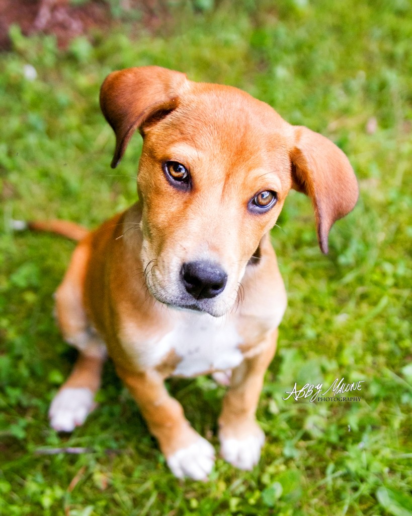 Alexander AR Dog Photographers Pawsonality Pet Photography
