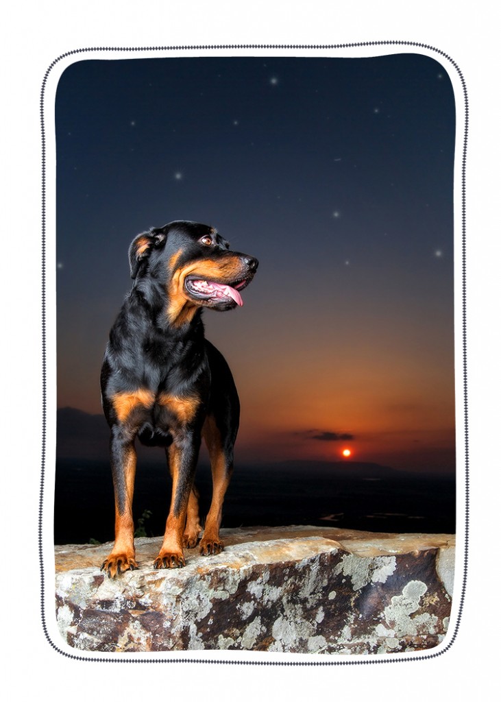 Little Rock AR Pet Photographer