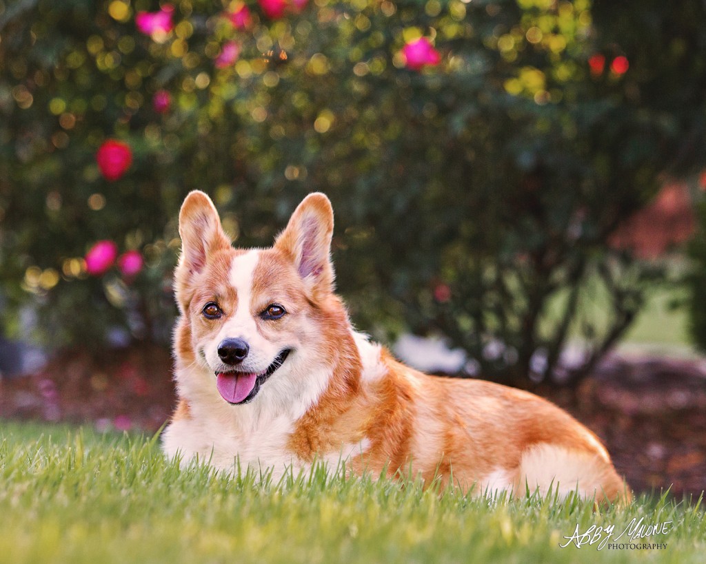Pet Photography North Little Rock AR