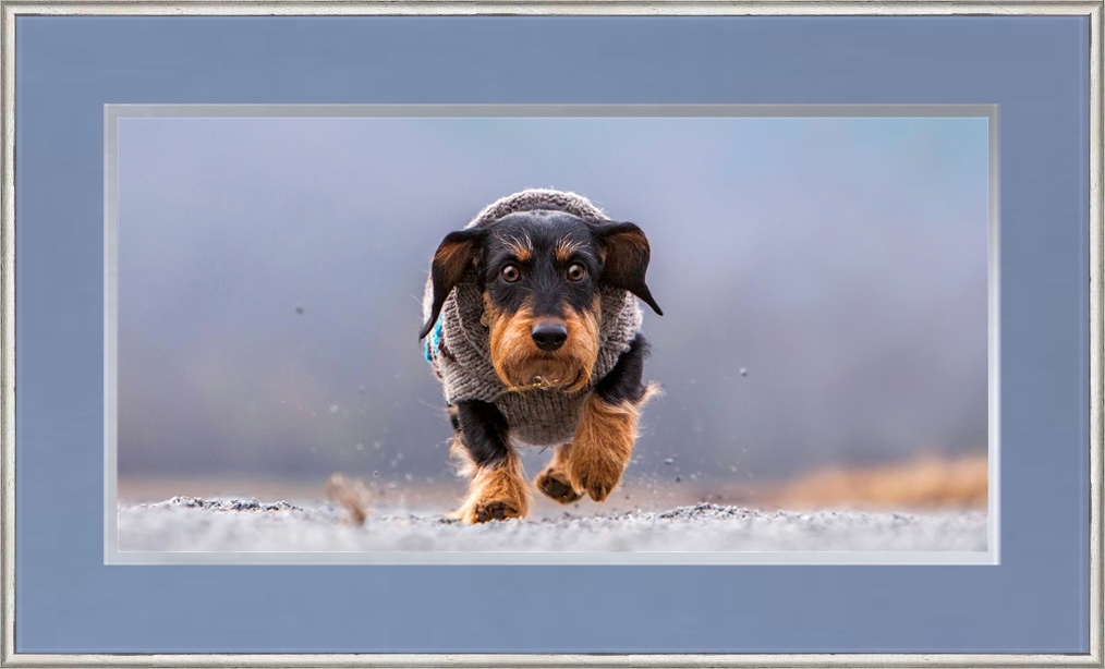 Best pet photographers