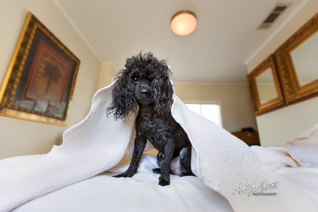 Bryant AR Pet Photographer