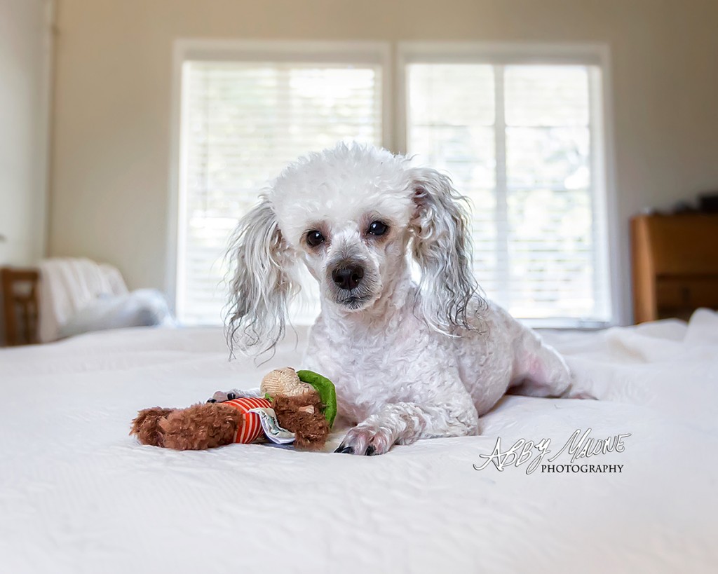 Hot Springs, AR Pet PHotographer