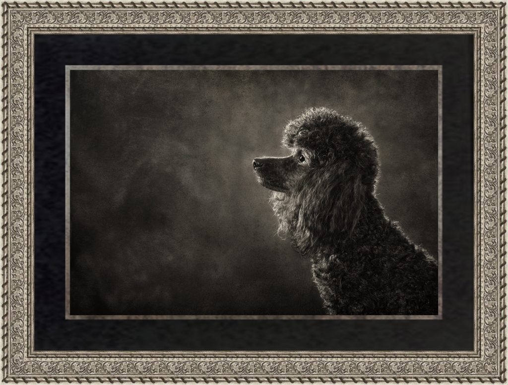 Classic Dog Portrait Photography