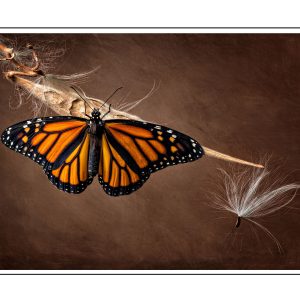 Monarch Butterfly Art