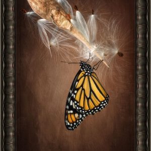 Monarch Butterfly Photography