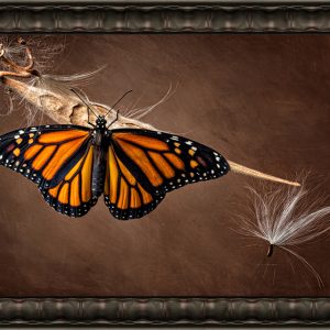 Fine Art Print "Monarch On Milkweed No 2"