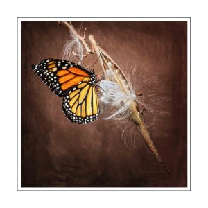 Monarch Butterfly Art