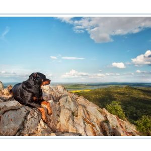 Buy Dog Art