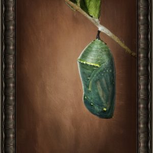 Fine Art Print "Monarch Chrysalis No 1"