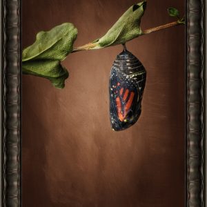 Fine Art Print "Monarch Chrysalis No 2"