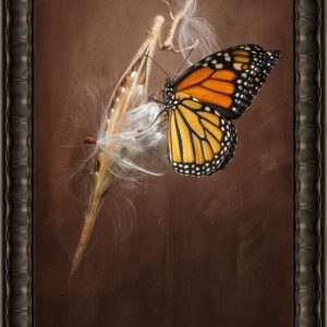 Monarch Butterfly Photography
